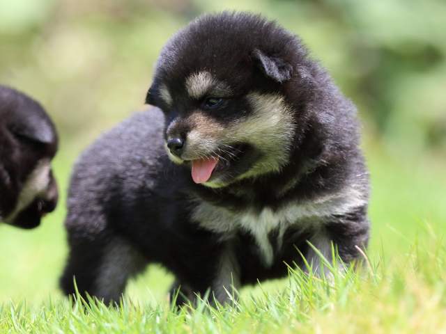 FP5A8999-puppy FP5A8999-puppy