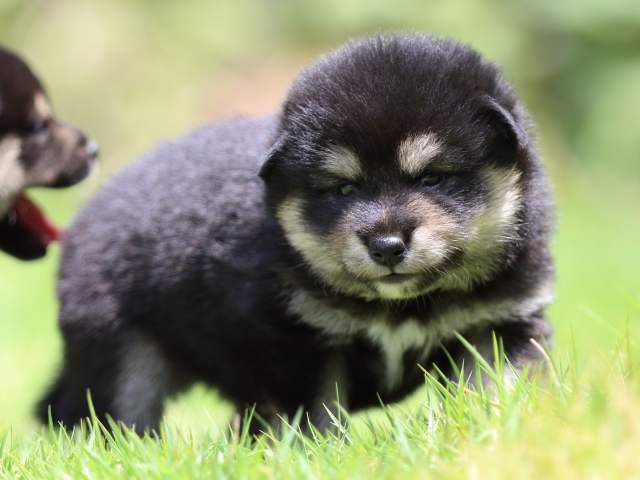 FP5A9004-puppy FP5A9004-puppy