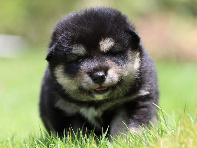 FP5A9049-puppy FP5A9049-puppy