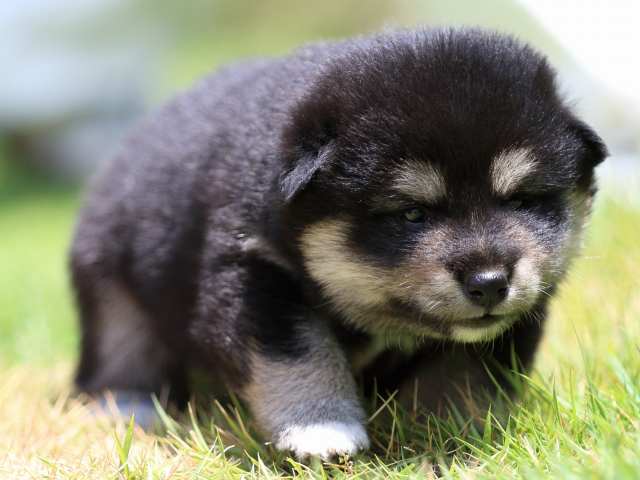 FP5A9076-puppy FP5A9076-puppy