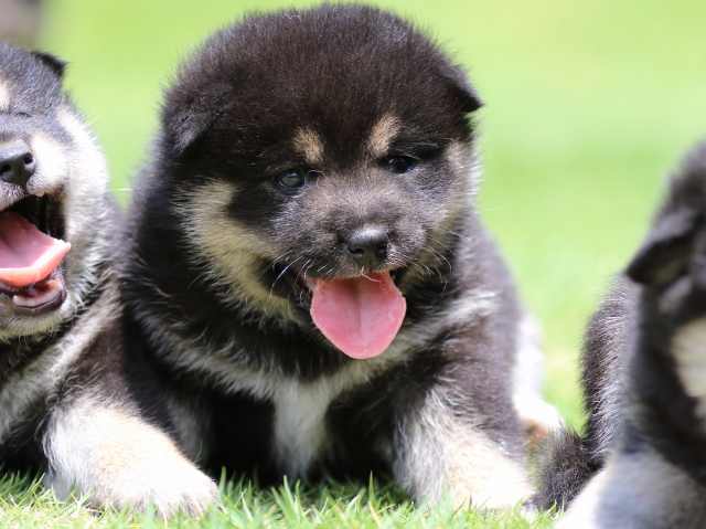 FP5A9109-puppy FP5A9109-puppy