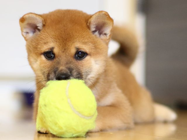 FP5A9917-puppy FP5A9917-puppy