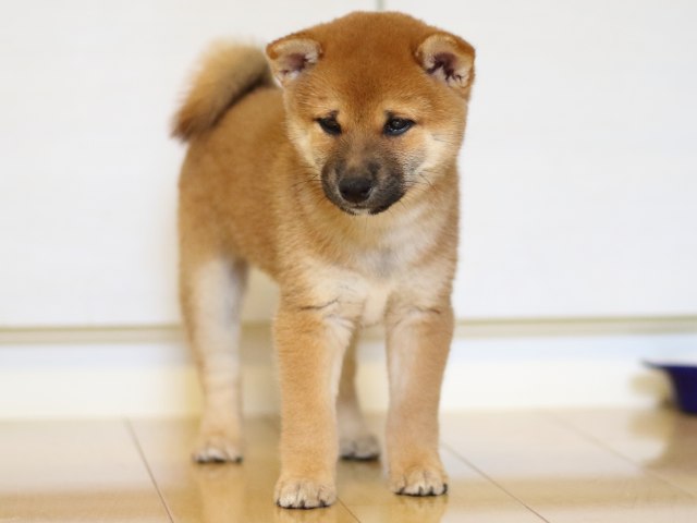 FP5A9939-puppy FP5A9939-puppy