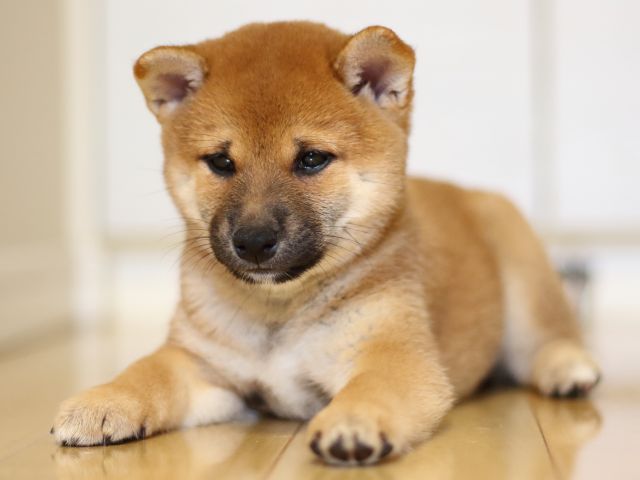 FP5A9974-puppy FP5A9974-puppy