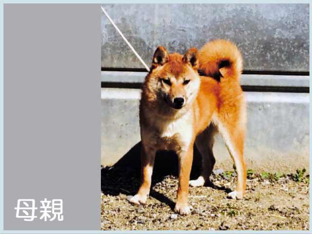 皇輝姫号 皇輝姫号