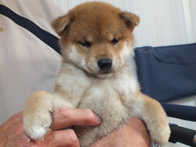 00000090-puppy 00000090-puppy