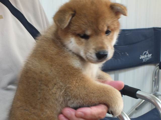 00000091-puppy 00000091-puppy