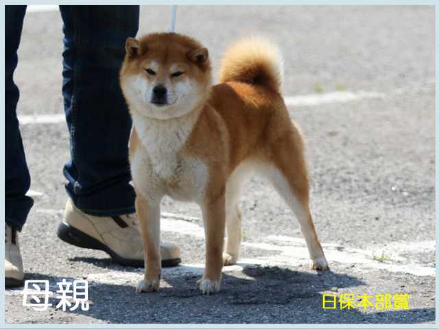 見晴姫号 見晴姫号