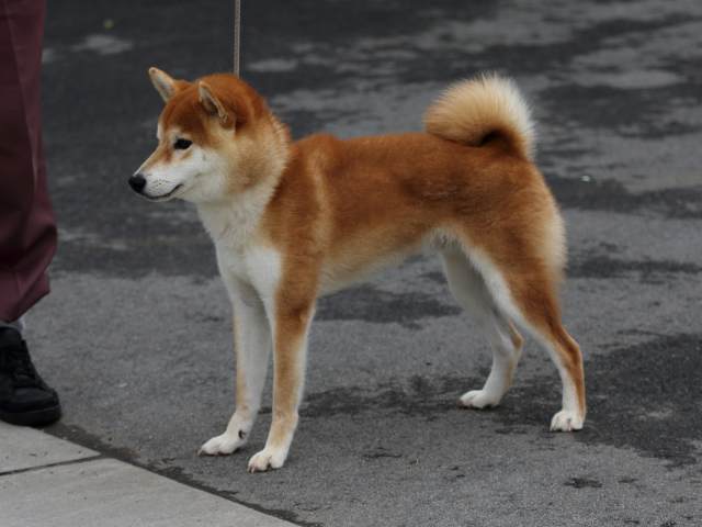 fp5a1718-puppy fp5a1718-puppy