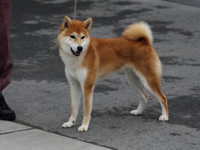 fp5a1722-puppy fp5a1722-puppy