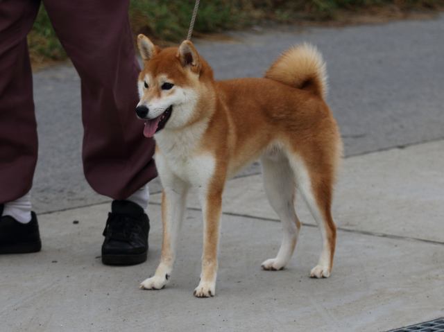 fp5a1736-puppy fp5a1736-puppy