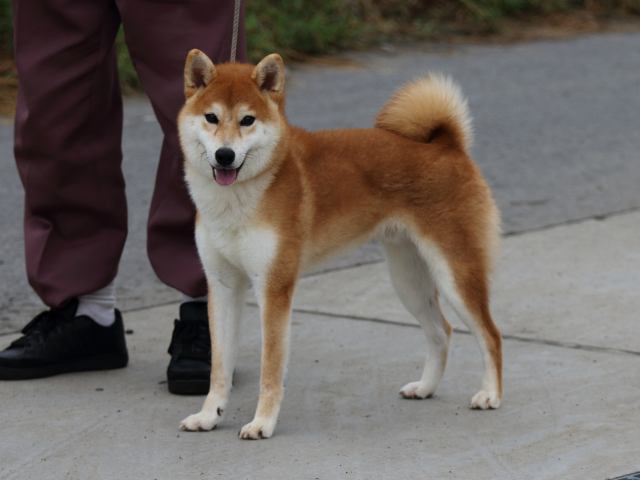 fp5a1740-puppy fp5a1740-puppy