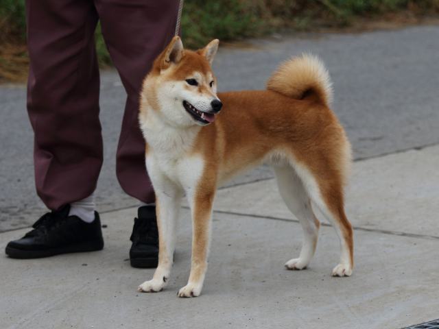 fp5a1746-puppy fp5a1746-puppy