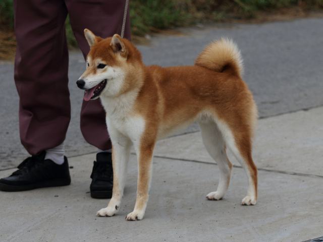 fp5a1751-puppy fp5a1751-puppy