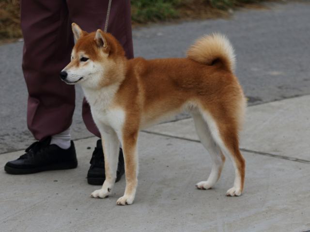 fp5a1771-puppy fp5a1771-puppy
