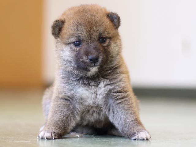FP5A2847-puppy FP5A2847-puppy
