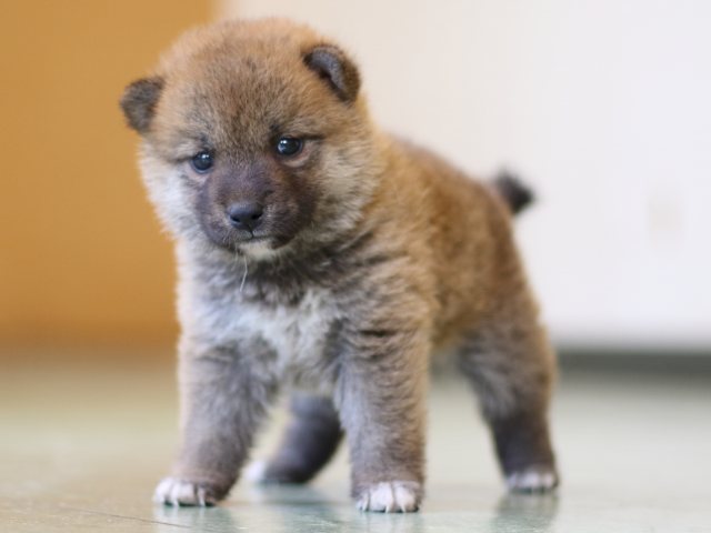 FP5A2850-puppy FP5A2850-puppy