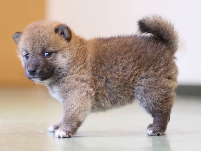 FP5A2865-puppy FP5A2865-puppy