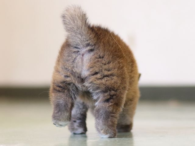 FP5A2873-puppy FP5A2873-puppy