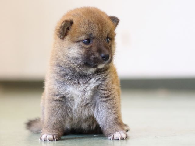FP5A2879-puppy FP5A2879-puppy