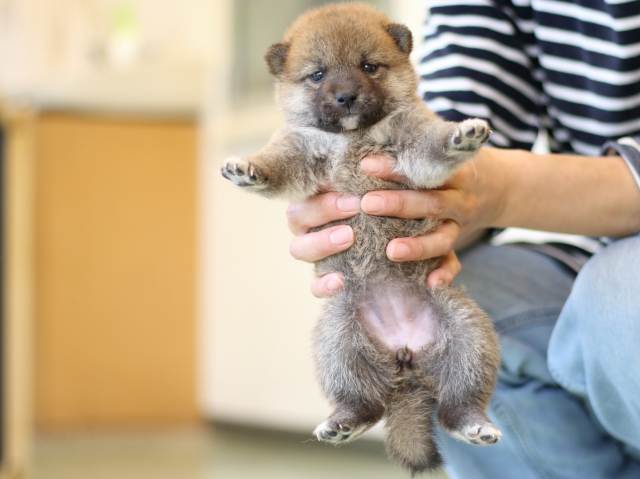FP5A2880-puppy FP5A2880-puppy