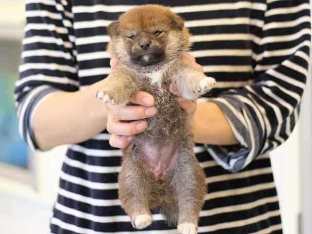 FP5A2889-puppy FP5A2889-puppy