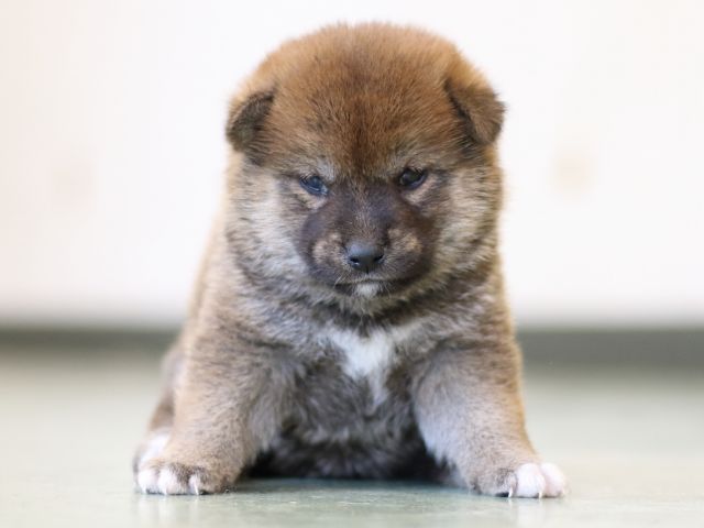 FP5A2898-puppy FP5A2898-puppy