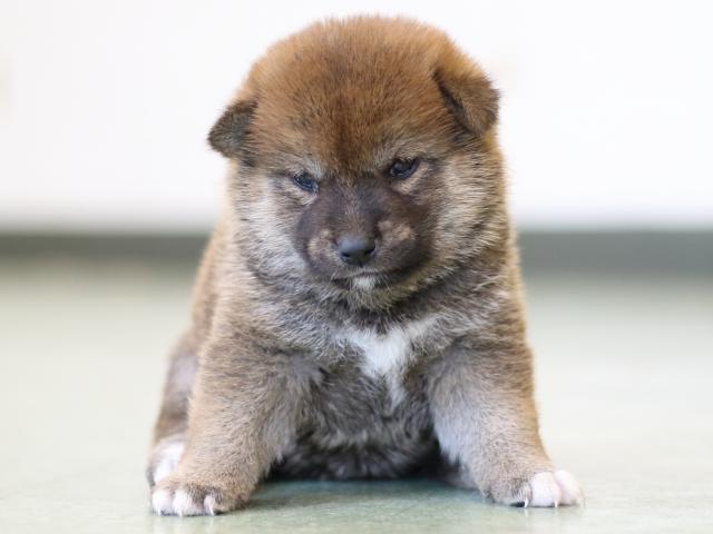 FP5A2906-puppy FP5A2906-puppy