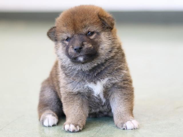 FP5A2913-puppy FP5A2913-puppy