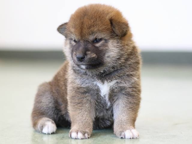FP5A2916-puppy FP5A2916-puppy