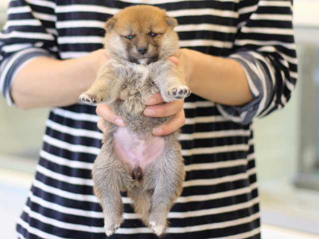 FP5A2930-puppy FP5A2930-puppy