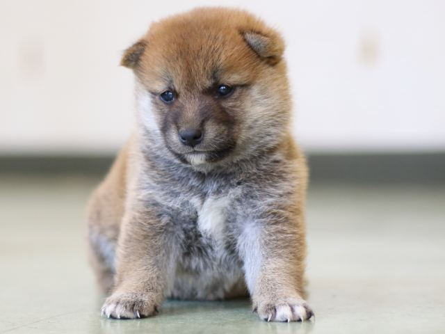 FP5A2949-puppy FP5A2949-puppy