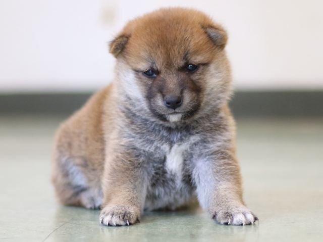 FP5A2951-puppy FP5A2951-puppy