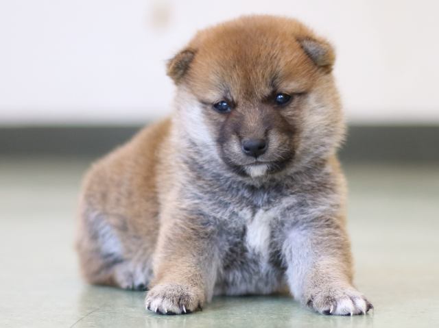 FP5A2963-puppy FP5A2963-puppy