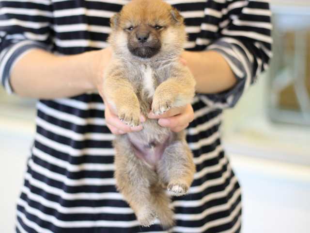 FP5A2970-puppy FP5A2970-puppy