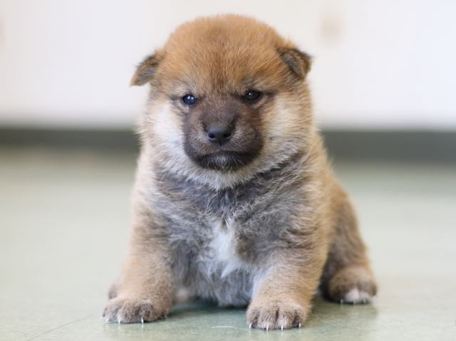 FP5A2981-puppy FP5A2981-puppy