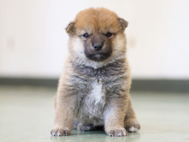 FP5A2989-puppy FP5A2989-puppy