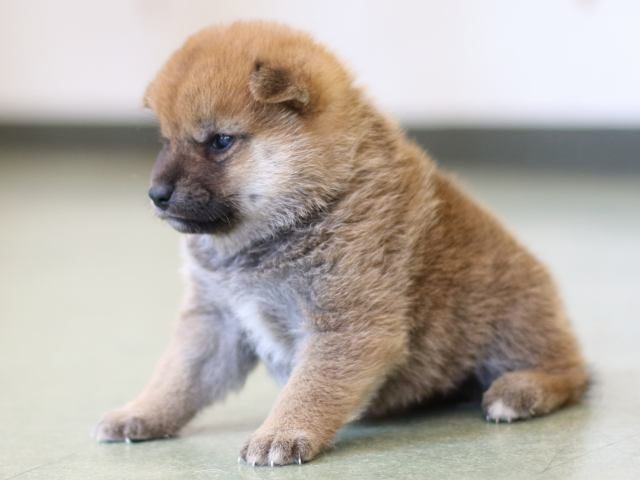 FP5A2995-puppy FP5A2995-puppy