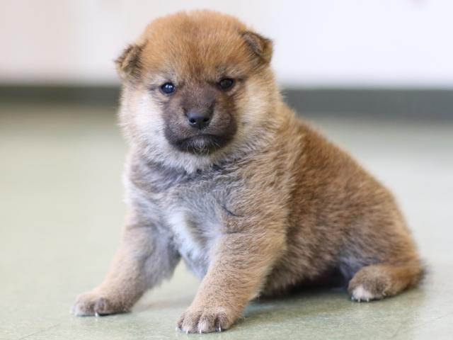 FP5A3003-puppy FP5A3003-puppy