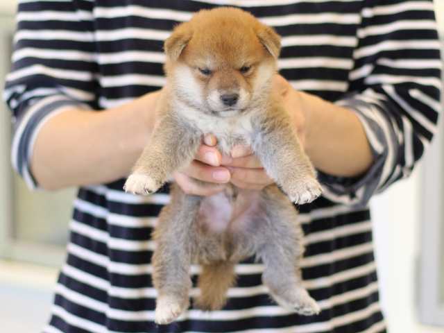 FP5A3006-puppy FP5A3006-puppy