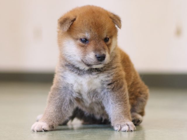 FP5A3010-puppy FP5A3010-puppy