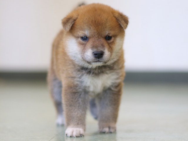 FP5A3024-puppy FP5A3024-puppy