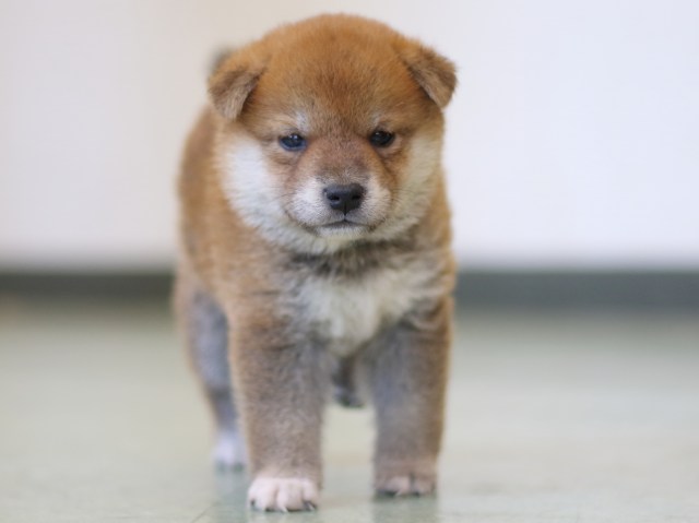 FP5A3027-puppy FP5A3027-puppy