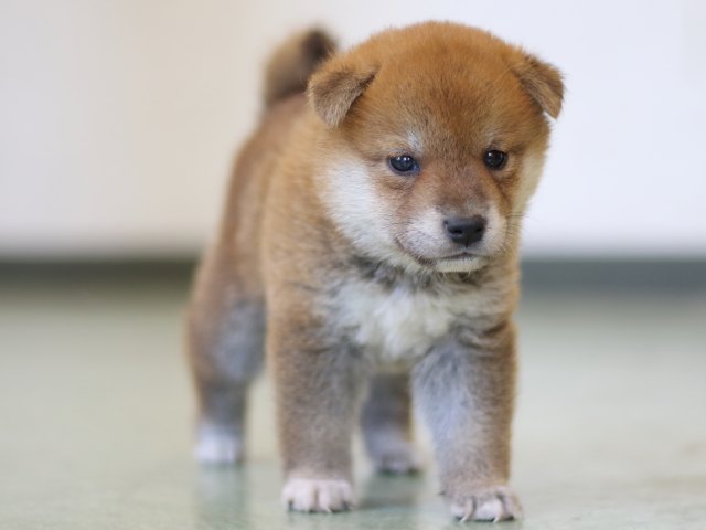 FP5A3038-puppy FP5A3038-puppy