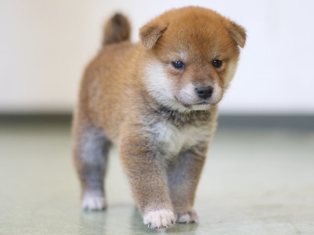 FP5A3040-puppy FP5A3040-puppy
