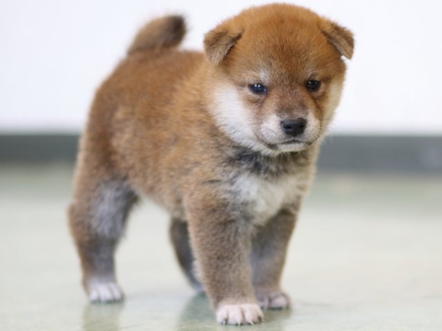 FP5A3083-puppy FP5A3083-puppy