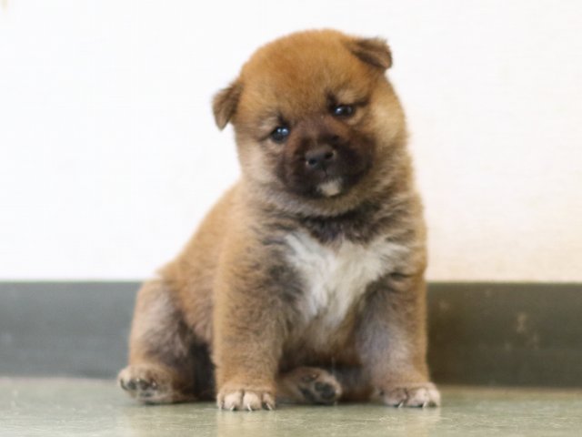 FP5A3100-puppy FP5A3100-puppy