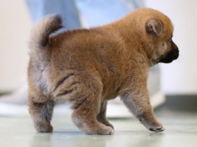 FP5A3131-puppy FP5A3131-puppy