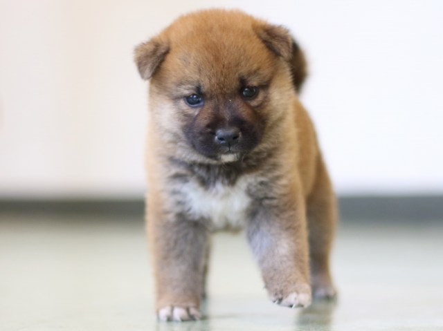FP5A3163-puppy FP5A3163-puppy