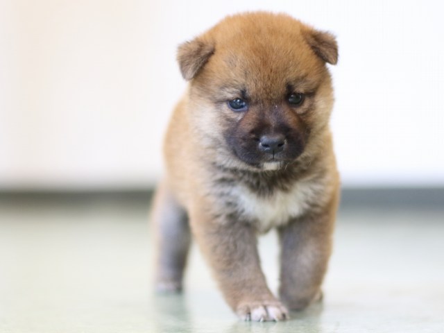 FP5A3166-puppy FP5A3166-puppy